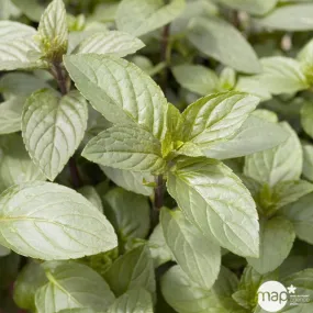 Plant de menthe chocolat bio : en godet