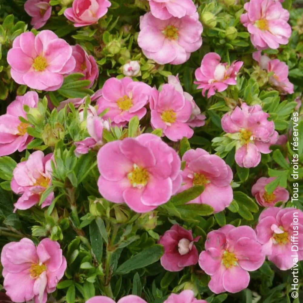 Potentille arbustive pink paradise®/[-]pot de 3l - 20/40 cm